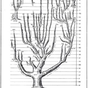 Arbre  généalogique des modèles de mobylette